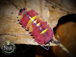 Asseln Armadillidium Porcellio Cubaris Merulanella Wirbellose Bodenpolizei