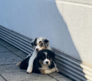 Australian Sheperd Welpen 