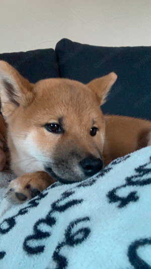 Shiba Inu Deckrüde mit Ahnentafel 