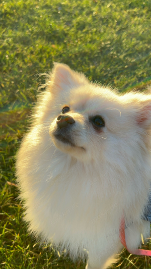 Pomerian spitz Hündin