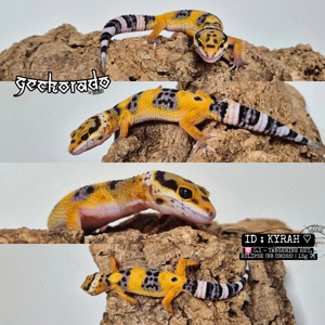 Leopardgecko Weibchen NZ2024