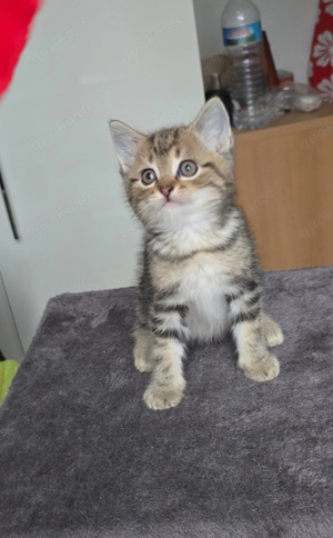 Reinrassige Britisch Kurzhaar Kitten Golden Tabby