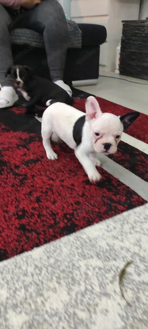 Französische Bulldogge Welpen 