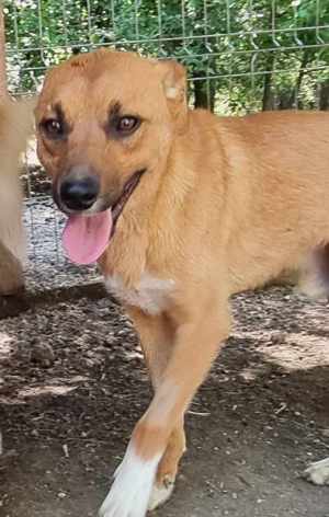 Caruso sucht 4ever home