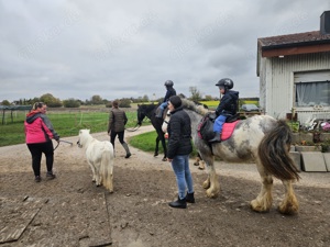 reitbeteiligungen gesucht 