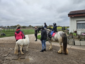 reitbeteiligungen gesucht  Bild 3