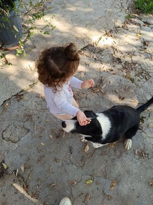 Border Collie Schäferhund Welpe 5Mon 46cm 12kg Rüde Ausreise nach Adoption Video 