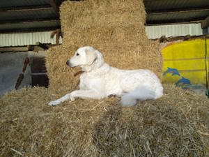 Kuvasz-Hündin sucht neues Zuhause