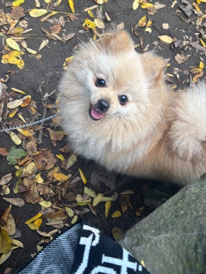 Zwergspitz  Pomeranian 