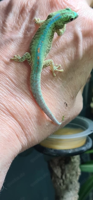 phelsuma Robertmertensi 