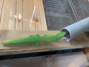 Madagasicher Tagesgecko Männchen