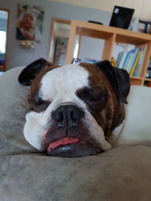 Old english bulldog 