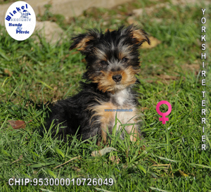 Zierliche Yorkshire Terrier Welpen