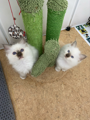 2 Wunderschöne Reinrassige Heilige Birma Weibchen