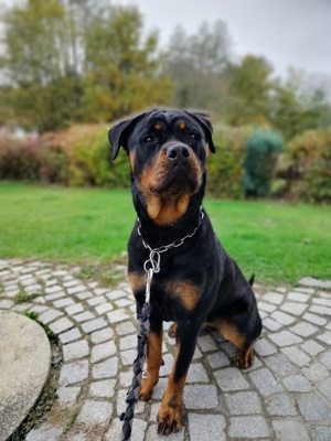 Tolle Rottweilerhündin abzugeben