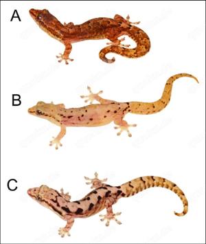 Suche Jungferngeckos