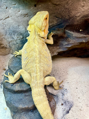 Bartagame (pogona vitticeps) male Citrus Snow blue leatherback NZ 9.2023