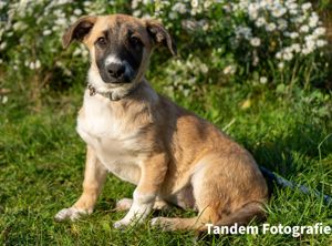 Hope - Körbchen zum Träumen gesucht