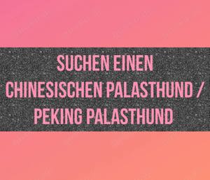 Suchen einen Chinesischen Palasthund Pekiking Palasthund