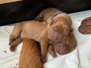 Wunderschöne Labradorwelpen in dark foxred aus prämierter Zucht mit Papieren (Ahnentafel)