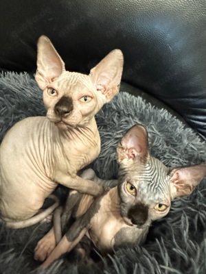 Sphynx katzenbaby 