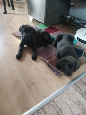 1 reinrassiger Labradorwelpen sucht noch ein liebevolles zuhause