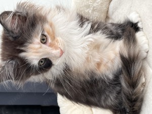 Maine Coon Mädchen (Kitten)