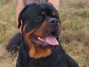 Rottweilerwelpen suchen ein zu Hause, geb.02.09.