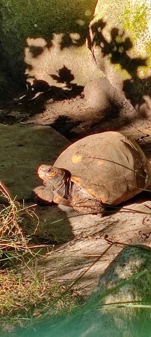 Abgabe: 1,0 adult  Geochelone carbonaria 