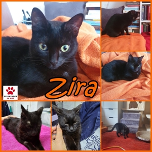 Handicapchen Zira sucht passendes Zuhause