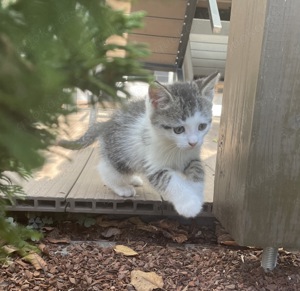 Kitten Katzenbabys