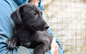 Verspielte Freia sucht ihre Menschen zum Toben!