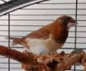 junge japanische Mövchen japanisch Möve Finken