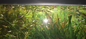 Guppies abzugeben für je 2   ab 10 Stück je 1,50  