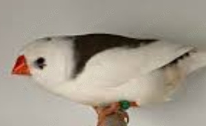 junge Zebrafinken kleine Finken in verschiedenen Farben Bild 5