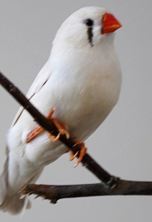 junge Zebrafinken kleine Finken in verschiedenen Farben Bild 6