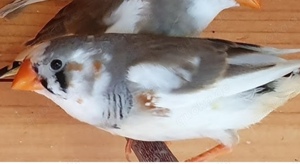 junge Zebrafinken kleine Finken in verschiedenen Farben Bild 3