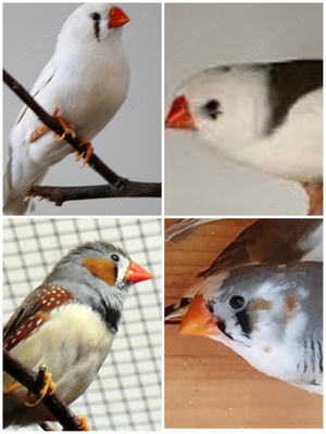 junge Zebrafinken kleine Finken in verschiedenen Farben