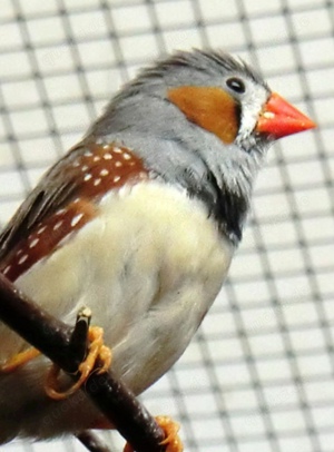 junge Zebrafinken kleine Finken in verschiedenen Farben Bild 4
