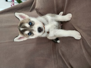 Reinrassige Huskywelpen (Sibirian Husky und Alaskan Malamute)