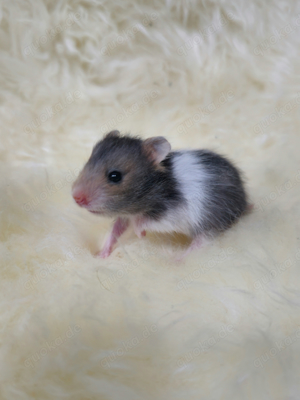 Teddyhamster Goldhamster Campbell Zwerghamster Babyhamster Bild 4