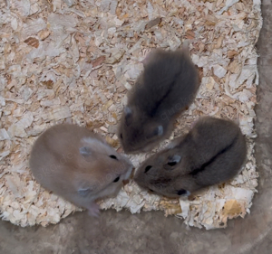 Teddyhamster Goldhamster Campbell Zwerghamster Babyhamster Bild 5