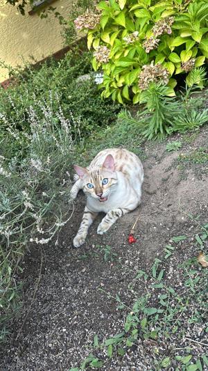  Bengal deckkater  Snow Lynx