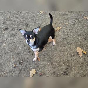 Wunderschöner Chihuahua Deckrüde Bild 4