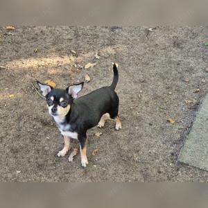 Wunderschöner Chihuahua Deckrüde Bild 3