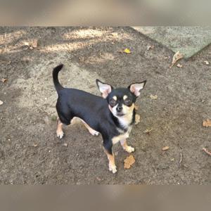 Wunderschöner Chihuahua Deckrüde Bild 2