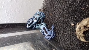 Dendrobates Auratus Calobre