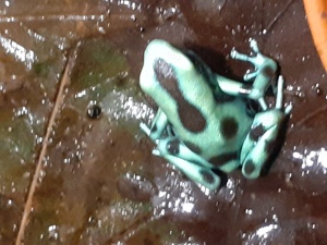 0.0.x Dendrobates Auratus el Cope