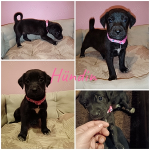 Labrador Mix Welpen suchen ein Zuhause. 