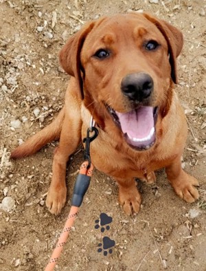 Erstklassige reinrassige Labrador Retriever Junghündin foxred mit Ahnenpass 